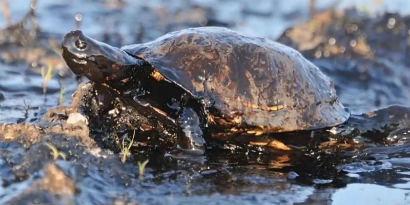 O Ministério Público do Estado do Amazonas (MPAM), por meio da Promotoria de Justiça de Coari, moveu a Ação Civil Pública nº 243.2020.000022 contra a concessionária Amazonas Energia S/A, com a finalidade de coibir o descarte inadequado de resíduos oleosos no igarapé Espírito Santo. Esse descarte compromete a qualidade da água, colocando em risco a fauna aquática e a população coariense que consome o pescado local. A ação busca a recuperação e indenização imediata dos danos causados na área.