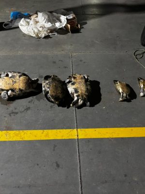 Um homem de 29 anos foi preso na manhã da última segunda-feira (20) após ser flagrado transportando de forma ilegal 30 quelônios e 26 ovos de tracajá em uma embarcação que navegava no rio Solimões, nas proximidades de Coari, a 363 quilômetros de Manaus.