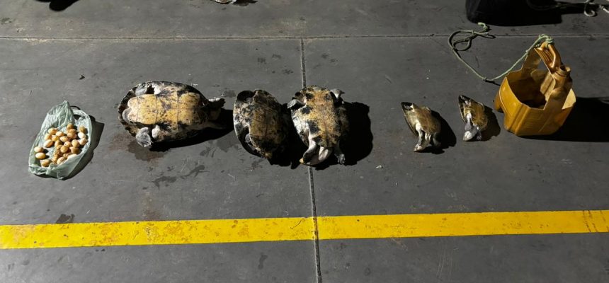 Um homem de 29 anos foi preso na manhã da última segunda-feira (20) após ser flagrado transportando de forma ilegal 30 quelônios e 26 ovos de tracajá em uma embarcação que navegava no rio Solimões, nas proximidades de Coari, a 363 quilômetros de Manaus.